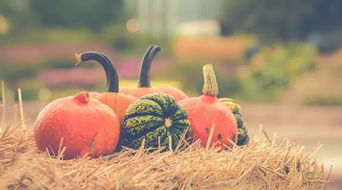 fayetteville ar pumpkin patch,Location and Hours