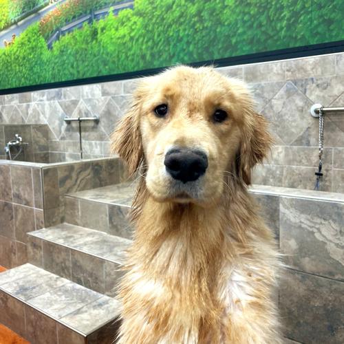 dog wash cabot ar,Discover the Dog Wash Cabot AR: A Comprehensive Guide