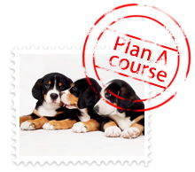 dog training bentonville_ ar,dog training bentonville_ ar: A Comprehensive Guide